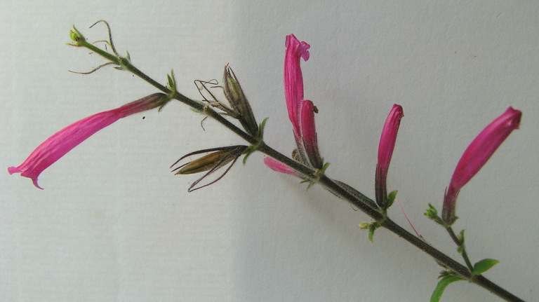 Image of Ruellia cearensis Lindau