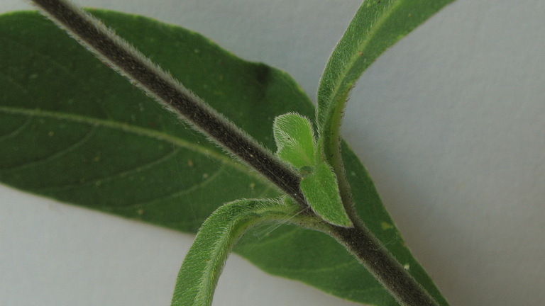 Image of Ruellia cearensis Lindau