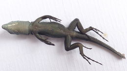 Kentropyx calcarata Spix 1825的圖片