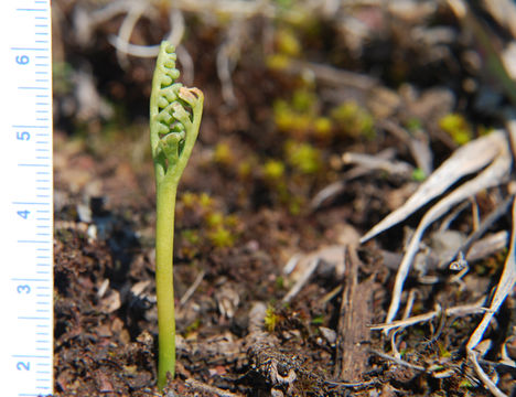 Image of Iowa moonwort