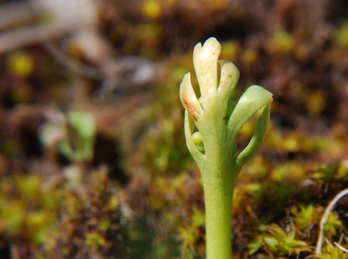 Image of Iowa moonwort