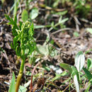 Image of lanceleaf grapefern