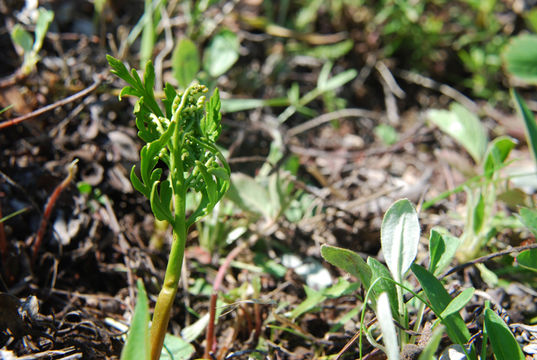 Image of lanceleaf grapefern