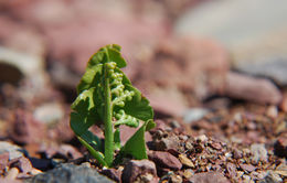 Image of common moonwort