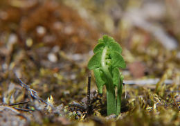 Image of common moonwort