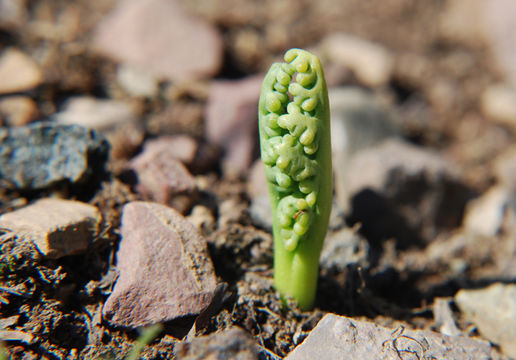 Imagem de Botrychium paradoxum Wagner