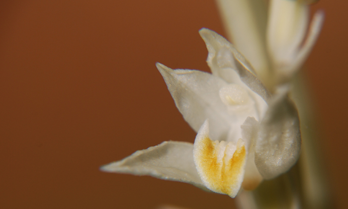 Image of phantom orchid