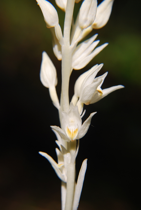 Image of phantom orchid