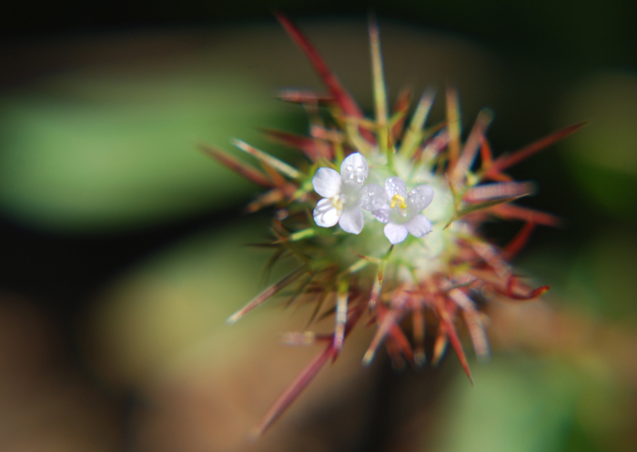 Image of needleleaf navarretia