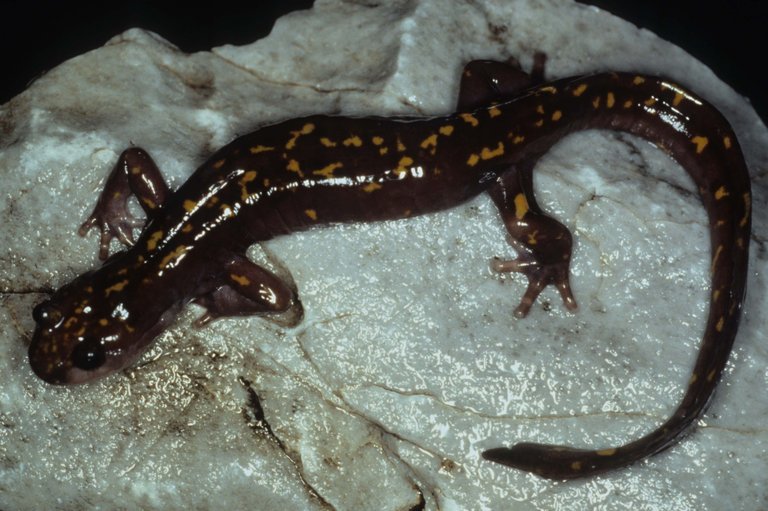 Слика од Paradactylodon persicus (Eiselt & Steiner 1970)