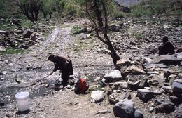 Image of Paghman mountain salamander