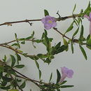 Ruellia geminiflora Kunth resmi