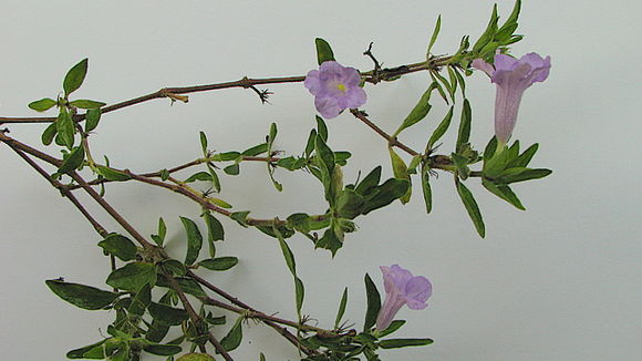 Imagem de Ruellia geminiflora Kunth