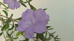 Image of Ruellia geminiflora Kunth