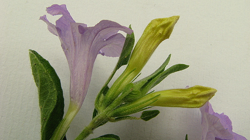 Image of Ruellia geminiflora Kunth