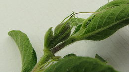 Imagem de Ruellia geminiflora Kunth