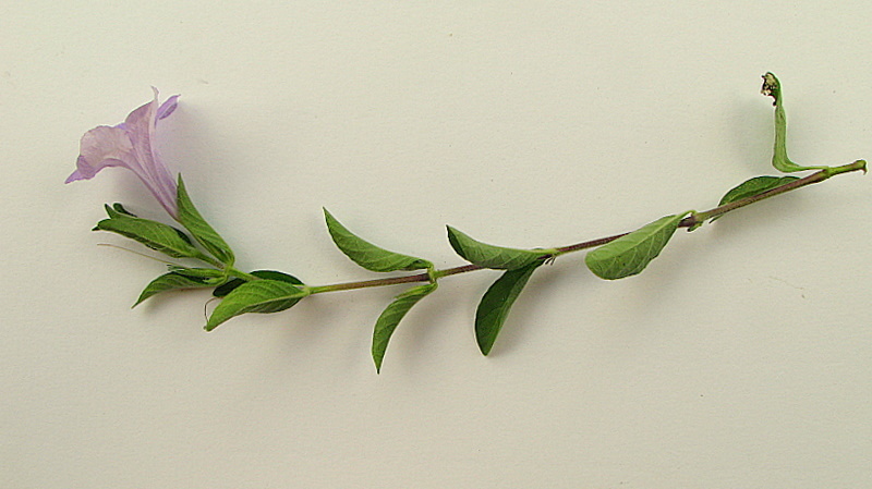 Sivun Ruellia geminiflora Kunth kuva