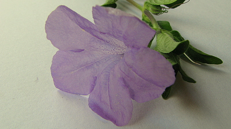 Imagem de Ruellia geminiflora Kunth