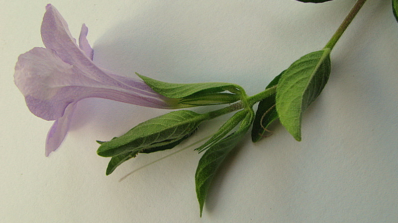 Imagem de Ruellia geminiflora Kunth