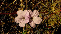 Sivun Ruellia geminiflora Kunth kuva