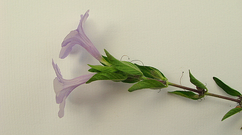 Sivun Ruellia geminiflora Kunth kuva