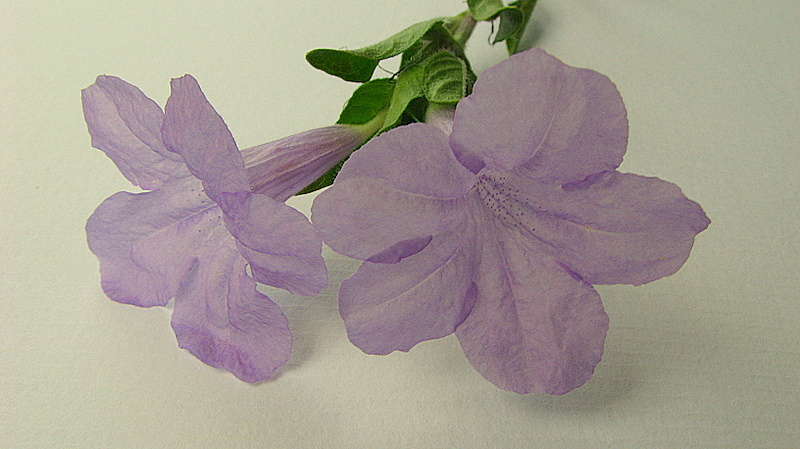 Imagem de Ruellia geminiflora Kunth