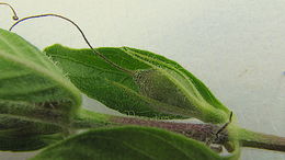 Imagem de Ruellia geminiflora Kunth