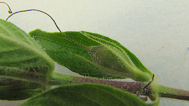 Sivun Ruellia geminiflora Kunth kuva