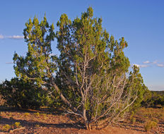 Juniperus monosperma (Engelm.) Sarg. resmi