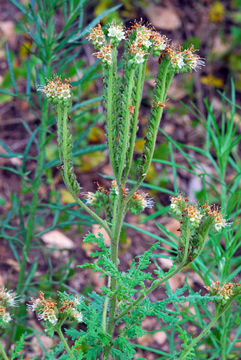 Image de Phacelia alba Rydb.