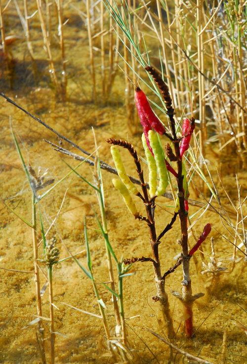 Image of red samphire