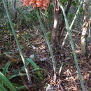 Image de Hippeastrum stylosum Herb.