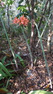 صورة Hippeastrum stylosum Herb.