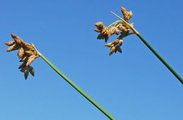 Image of Hardstem bulrush