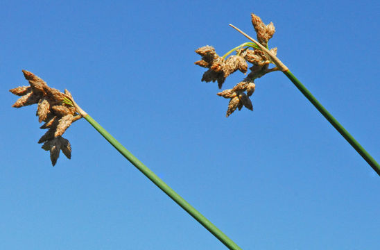 Image of Hardstem bulrush