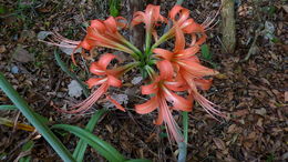 صورة Hippeastrum stylosum Herb.