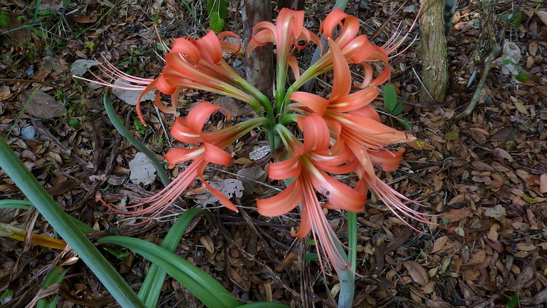 Слика од Hippeastrum stylosum Herb.