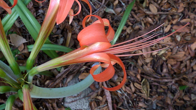 صورة Hippeastrum stylosum Herb.