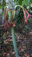 صورة Hippeastrum stylosum Herb.