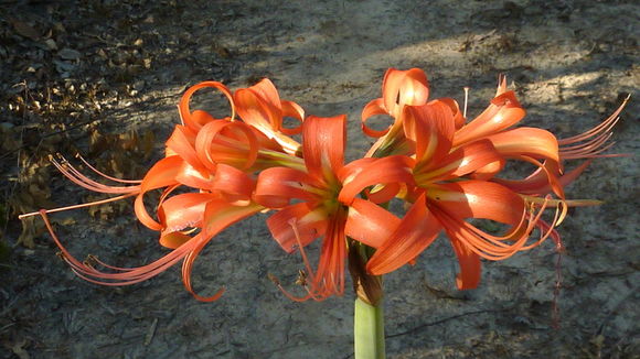 صورة Hippeastrum stylosum Herb.