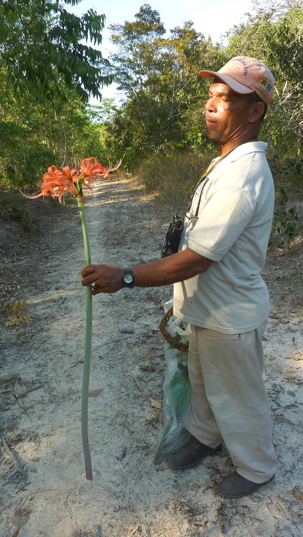 صورة Hippeastrum stylosum Herb.