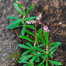 Chimaphila umbellata subsp. acuta (Rydb.) Hulten的圖片