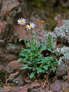 Imagem de Erigeron hessii G. L. Nesom