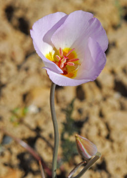 Image de Calochortus flexuosus S. Watson