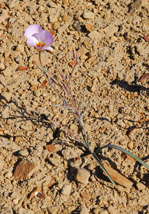 Image of winding mariposa lily