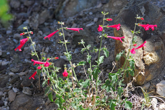 Image of crimson sage