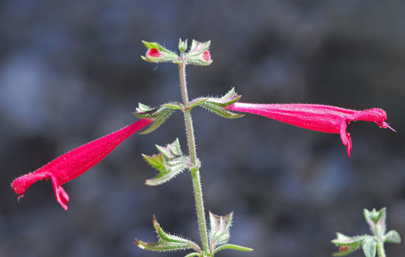 Image of crimson sage