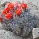 Image de Echinocereus coccineus Engelm.