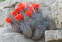 Image de Echinocereus coccineus Engelm.