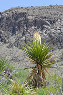 Image of Don Quixote's lace